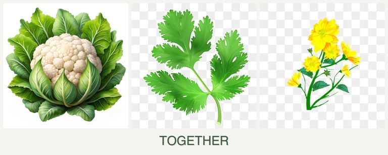 Can you plant cauliflower, parsley and calendula together?