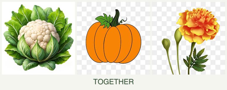 Can you plant cauliflower, pumpkin and marigolds together?