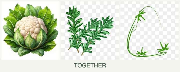 Can you plant cauliflower, rosemary and tarragon together?