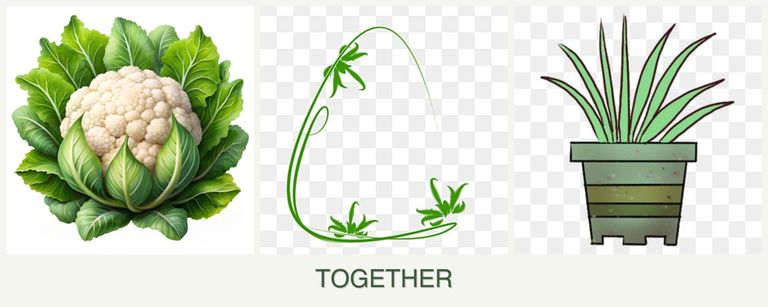 Can you plant cauliflower, tarragon and lemongrass together?