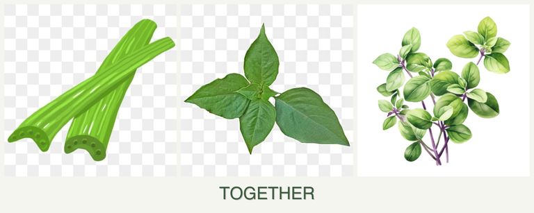 Can you plant celery, basil and oregano together?