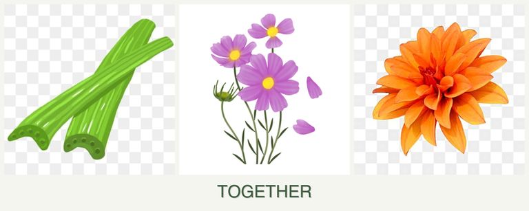 Can you plant celery, cosmos and dahlias together?