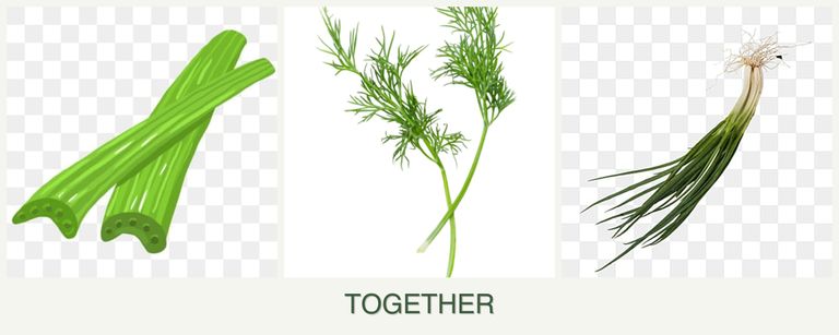 Can you plant celery, dill and chives together?