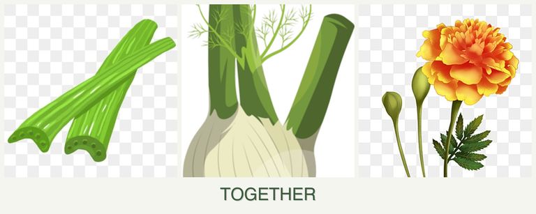 Can you plant celery, fennel and marigolds together?