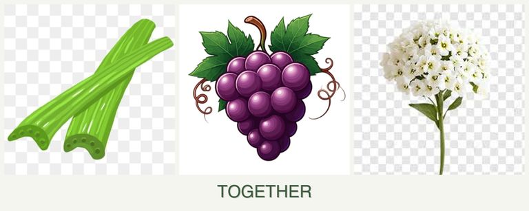 Can you plant celery, grapes and alyssum together?
