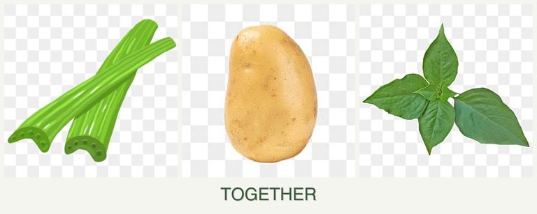 Can you plant celery, potatoes and basil together?