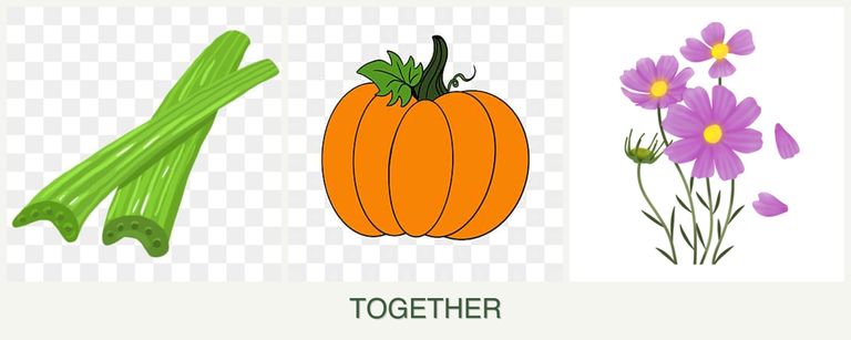 Can you plant celery, pumpkin and cosmos together?