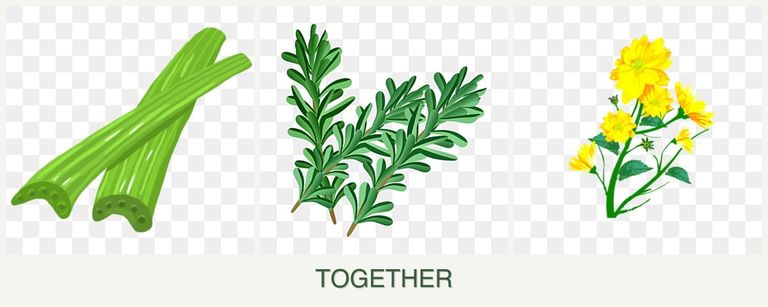 Can you plant celery, rosemary and calendula together?