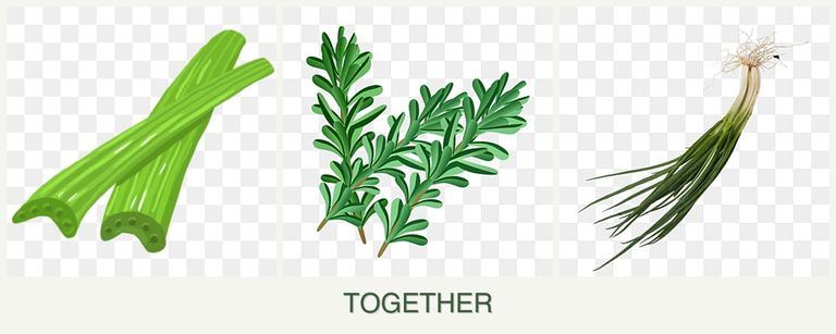 Can you plant celery, rosemary and chives together?