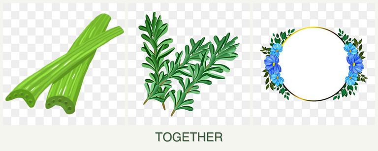 Can you plant celery, rosemary and zinnias together?