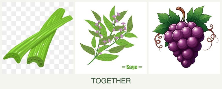 Can you plant celery, sage and grapes together?