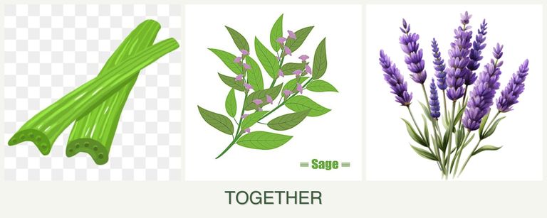 Can you plant celery, sage and lavender together?