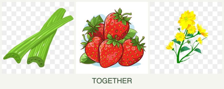 Can you plant celery, strawberries and calendula together?