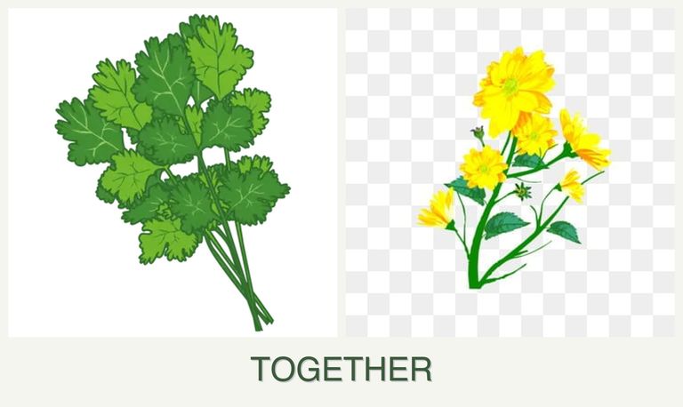 Can you plant cilantro and calendula together?