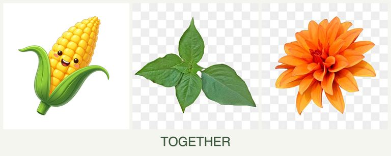 Can you plant corn, basil and dahlias together?