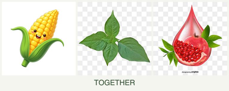 Can you plant corn, basil and pomegranates together?