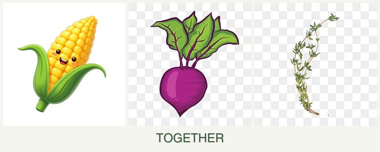 Can you plant corn, beets and thyme together?