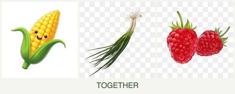 Can you plant corn, chives and raspberries together?