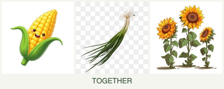 Can you plant corn, chives and sunflowers together?