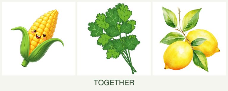 Can you plant corn, cilantro and lemons together?