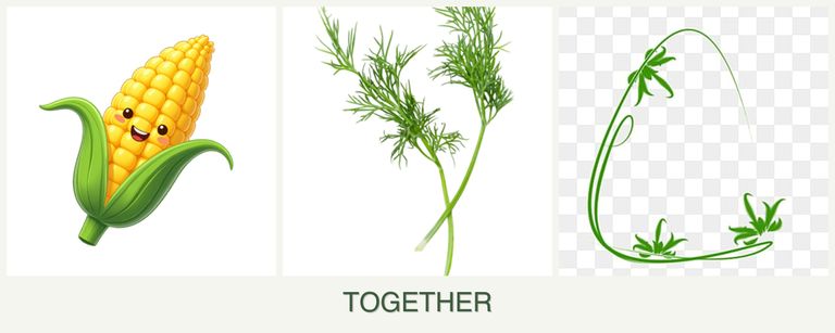 Can you plant corn, dill and tarragon together?