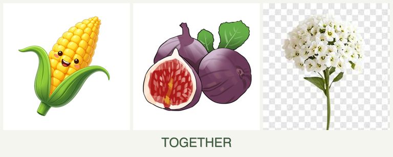 Can you plant corn, figs and alyssum together?