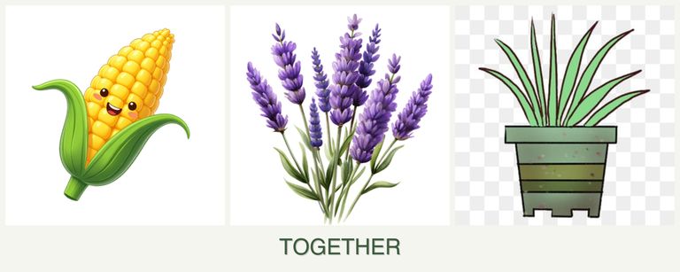 Can you plant corn, lavender and lemongrass together?
