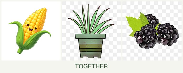 Can you plant corn, lemongrass and blackberries together?