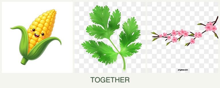 Can you plant corn, parsley and peaches together?