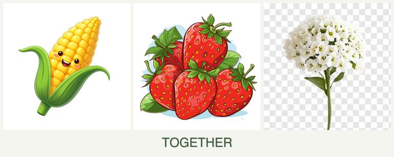 Can you plant corn, strawberries and alyssum together?