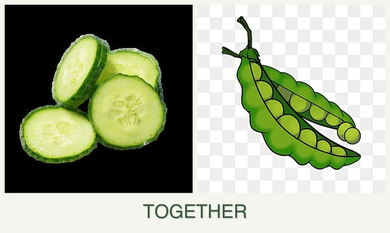 Can you plant cucumbers and peas together?