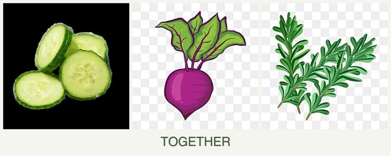 Can you plant cucumbers, beets and rosemary together?