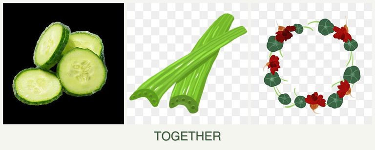 Can you plant cucumbers, celery and nasturtiums together?
