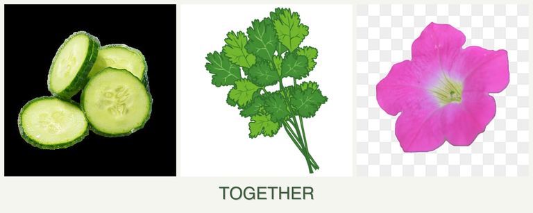 Can you plant cucumbers, cilantro and petunias together?