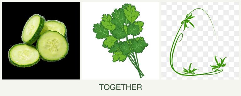 Can you plant cucumbers, cilantro and tarragon together?