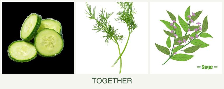 Can you plant cucumbers, dill and sage together?