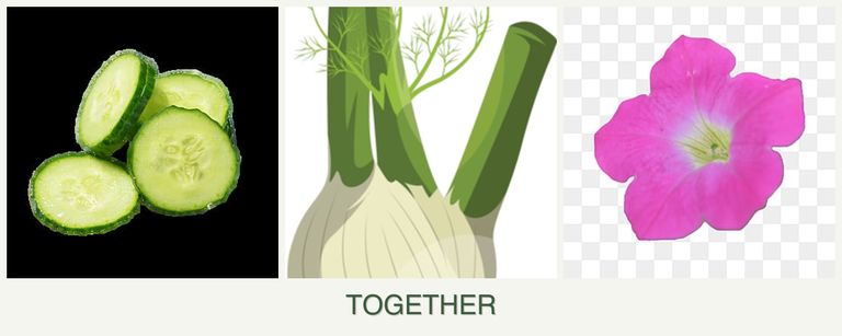 Can you plant cucumbers, fennel and petunias together?
