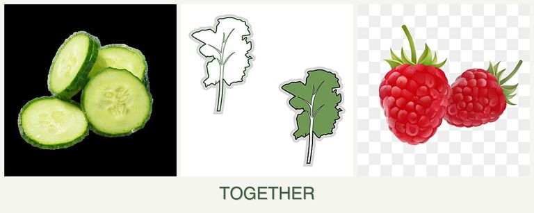 Can you plant cucumbers, kale and raspberries together?