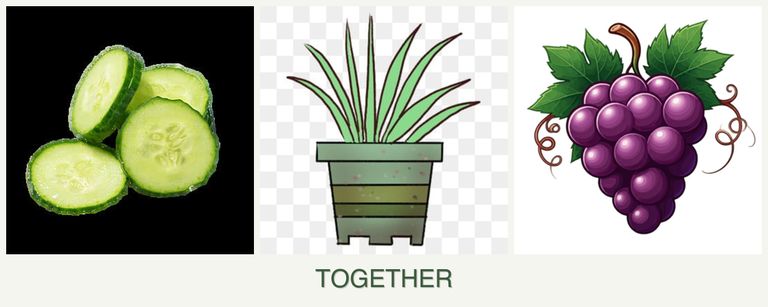 Can you plant cucumbers, lemongrass and grapes together?