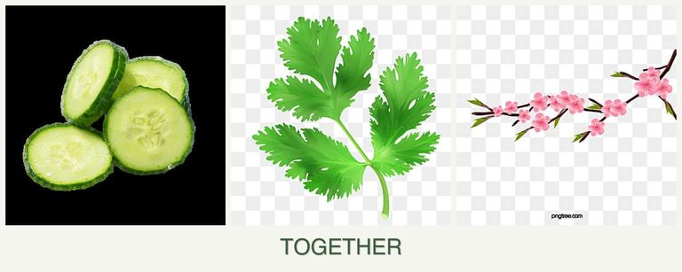 Can you plant cucumbers, parsley and peaches together?