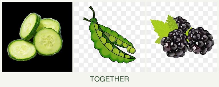 Can you plant cucumbers, peas and blackberries together?