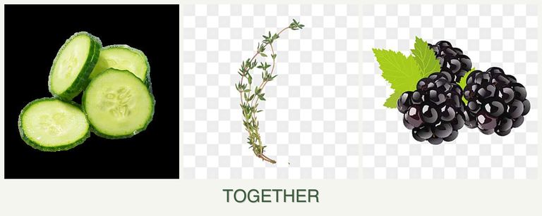 Can you plant cucumbers, thyme and blackberries together?