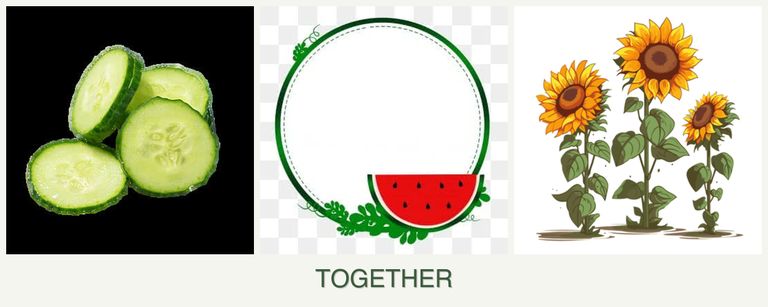 Can you plant cucumbers, watermelons and sunflowers together?