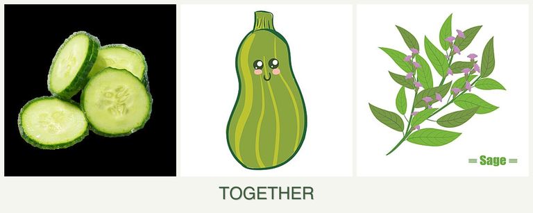 Can you plant cucumbers, zucchini and sage together?