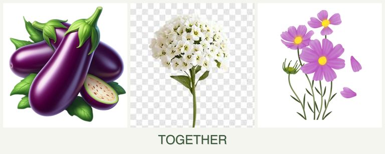 Can you plant eggplant, alyssum and cosmos together?