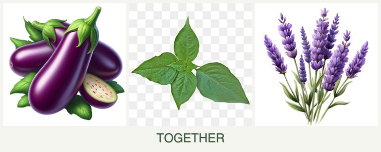 Can you plant eggplant, basil and lavender together?