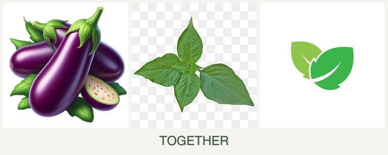 Can you plant eggplant, basil and mint together?