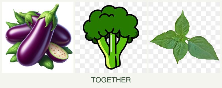 Can you plant eggplant, broccoli and basil together?