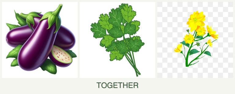 Can you plant eggplant, cilantro and calendula together?
