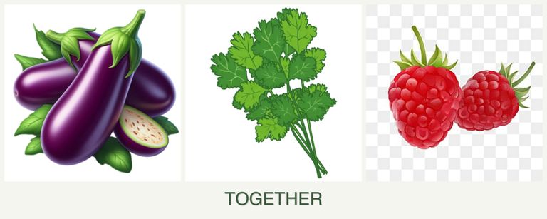 Can you plant eggplant, cilantro and raspberries together?